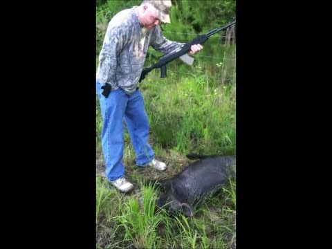 Wild Hog Hunting - 1st Step after you kill a Wild Hog