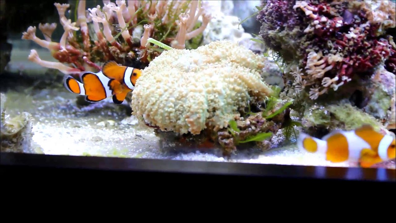 camera iphone 8 plus apk 多毛菇珊瑚, 椰花珊瑚和野生公子小丑與Hairy Mushroom,Clove Polyps, Ocellaris Clownfish,1K