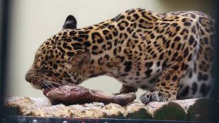 ジャガー アサヒ 鹿屠体食べる20230508/Jaguar Asahi Eats Deer Carcass.