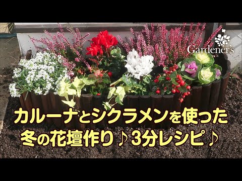 冬の花壇作り3分レシピ カルーナとシクラメンを使った花壇作り Youtube