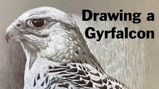 Gyrfalcon Drawing Mqdefault
