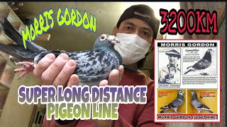 Morris Gordon Line / Super Long Distance