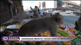 [LIVE] LENSA INDONESIA UPDATE - A ROBBERY OF MONKEYS EATS FOOD - RTV
