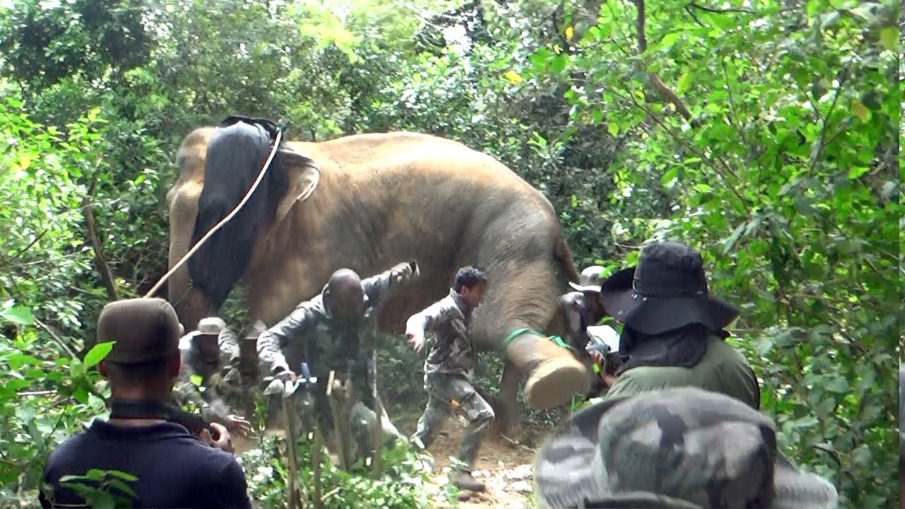 Wearing a GPS collar to track the movements of a ferocious wild elephant | Elephant 