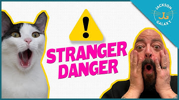 My Cat is Afraid of Strangers