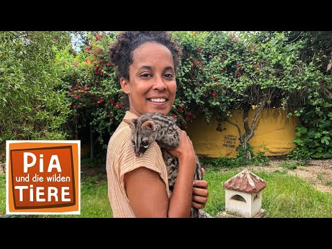 Video: Können Ginsterkatzen Haustiere sein?