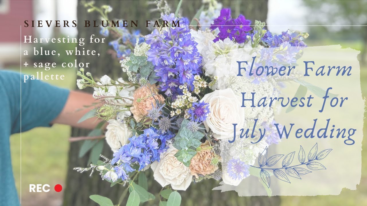 Flower Farm Harvest for July Wedding Sievers Blumen Farm YouTube