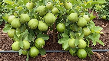 Top Secret To Grow guava tree :New technique for how to graft guava plant
