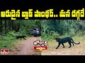 Rare Black Panther spotted in Pench Tiger Reserve, viral video