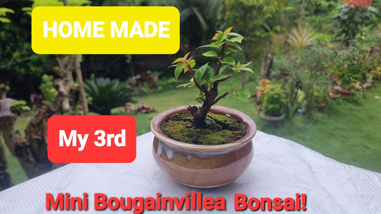 My 3rd Mini BOUGAINVILLEA BONSAI using HOME MATERIALS! With Beautiful