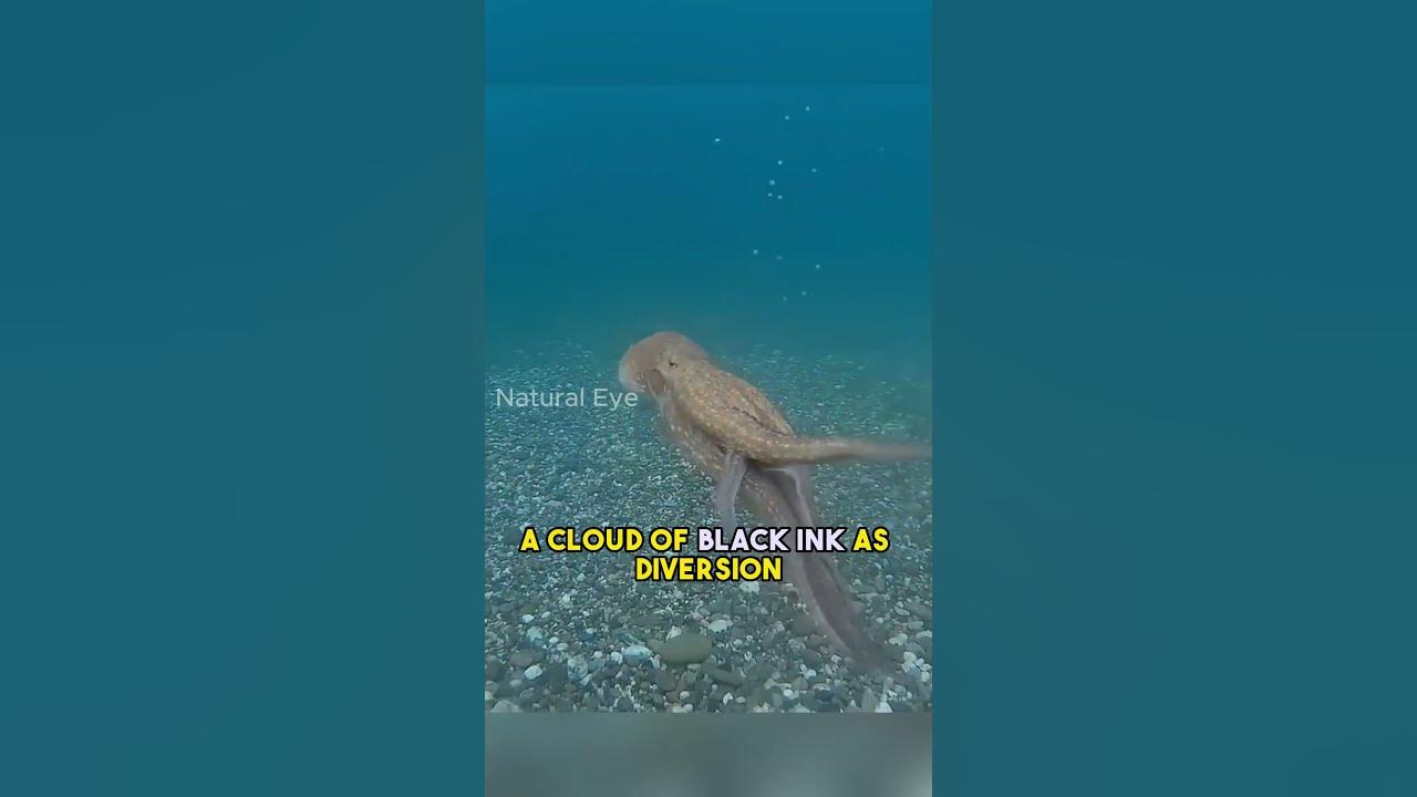 omg-this-octopus-attacks-humans-what-is-octopus-ink-youtube