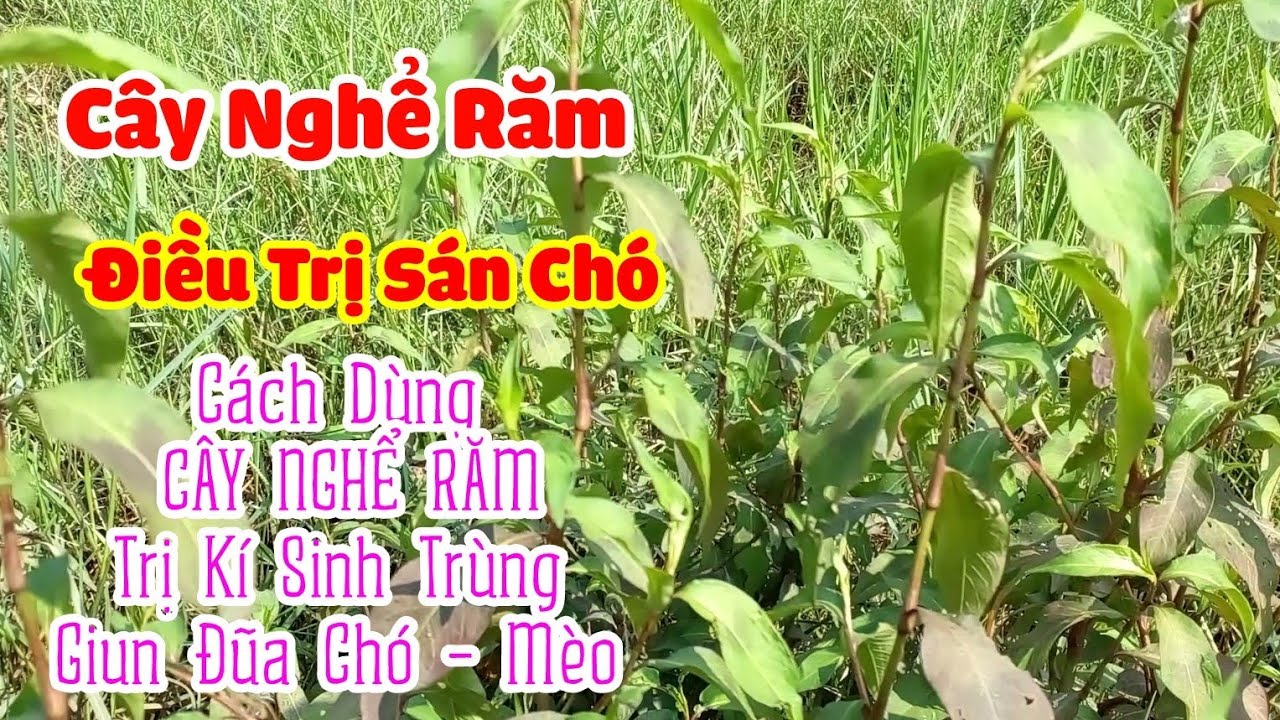 Cách Dùng Cây Nghể Răm trị Sán Chó, Kí Sinh Trùng, Giun Đũa Chó Mèo ...