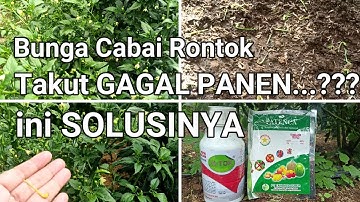 Solusi Bunga Cabai Rontok