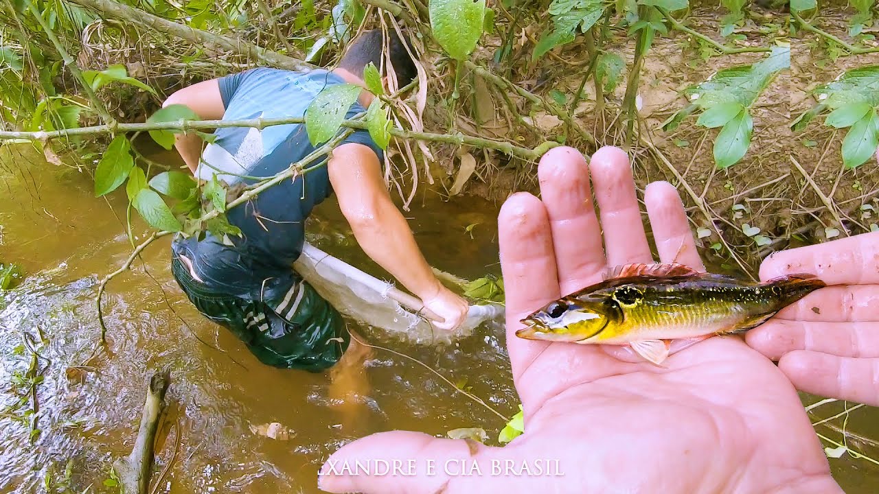 INCRÍVEL PESCA DE PENEIRA EM UM CÓRREGO - VARIAS ESPÉCIES CAPTURADAS