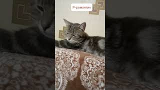 Романтичный Романтик 😀 #Shortscats #Cat #Tiktok #Юмор #Приколы #Ржачныевидео