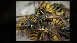 Pest control Encinitas CA Pest Control Service