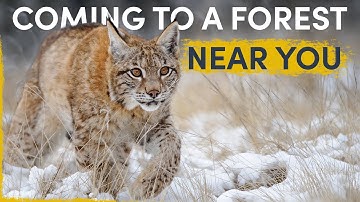 How the Lynx is silently spreading all over Europe