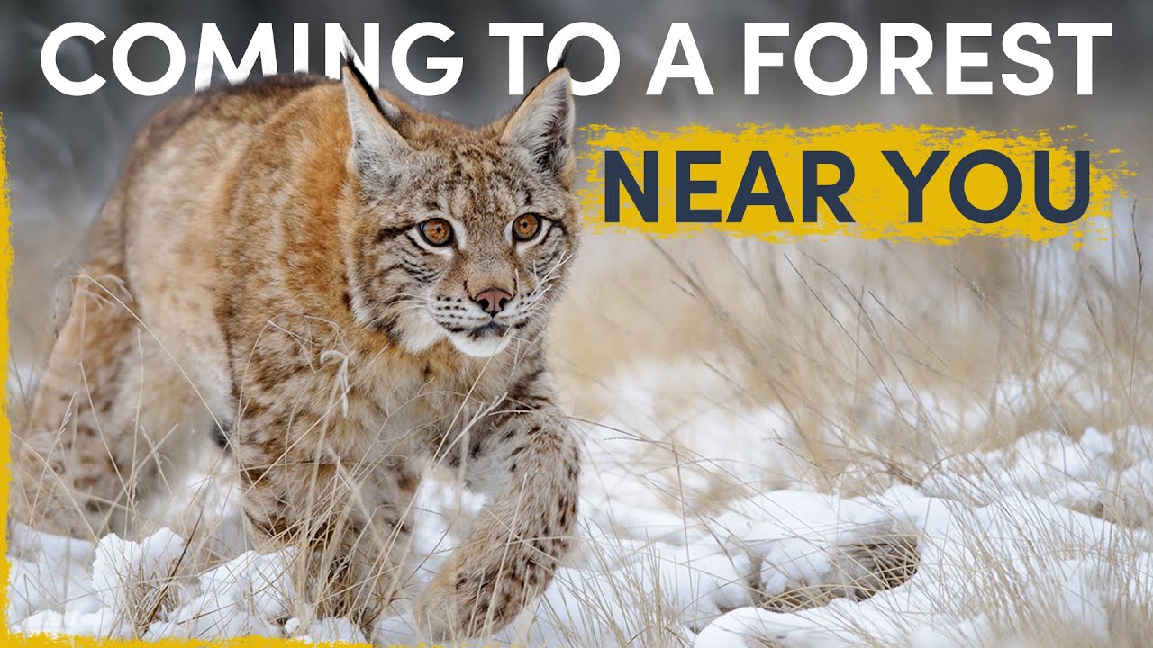 How the Lynx is silently spreading all over Europe - YouTube