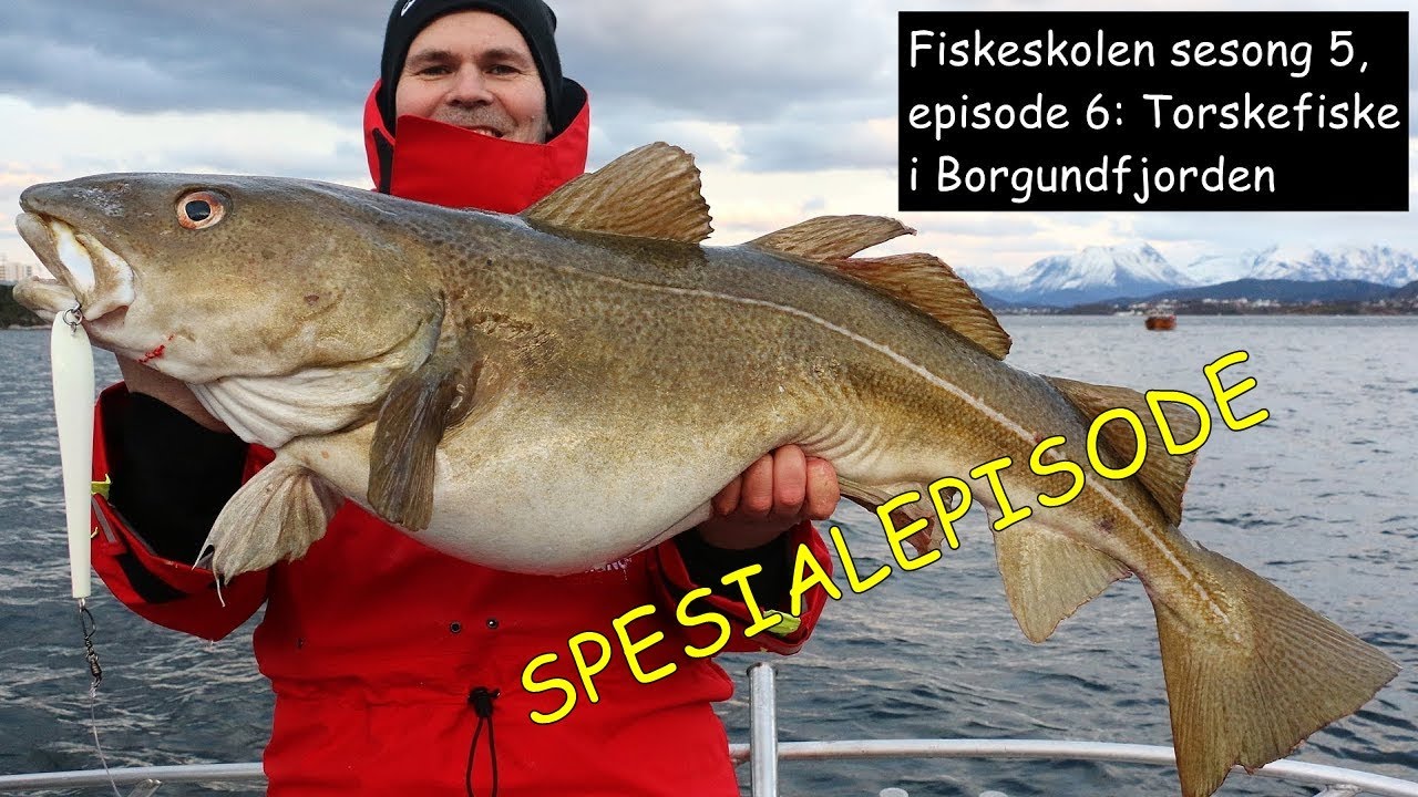 SPESIALEPISODE! Fiskeskolen sesong 5, episode 6: Torskefiske i Borgundfjorden