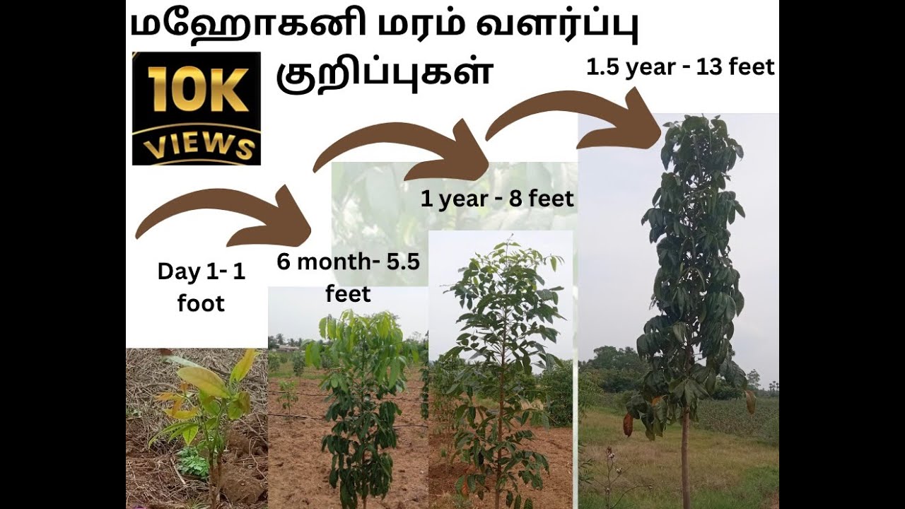 Tips for Maintaining Mahogany Tree| மஹோகனி மரம் வளர்ப்பதற்கான ...