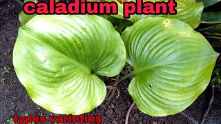 Different Types of caladium plant/ Varieties of caladium / gabi gabi plant