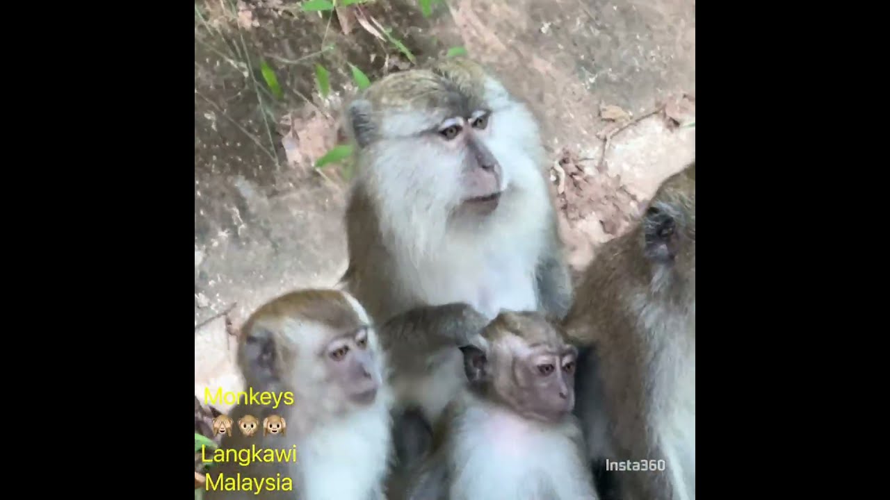 Malaysia Langkawi : Monkey Mayhem 🐒 Wild Encounters & Stunning Views