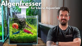 Die 5 BESTEN Algenfresser für kleine Aquarien!