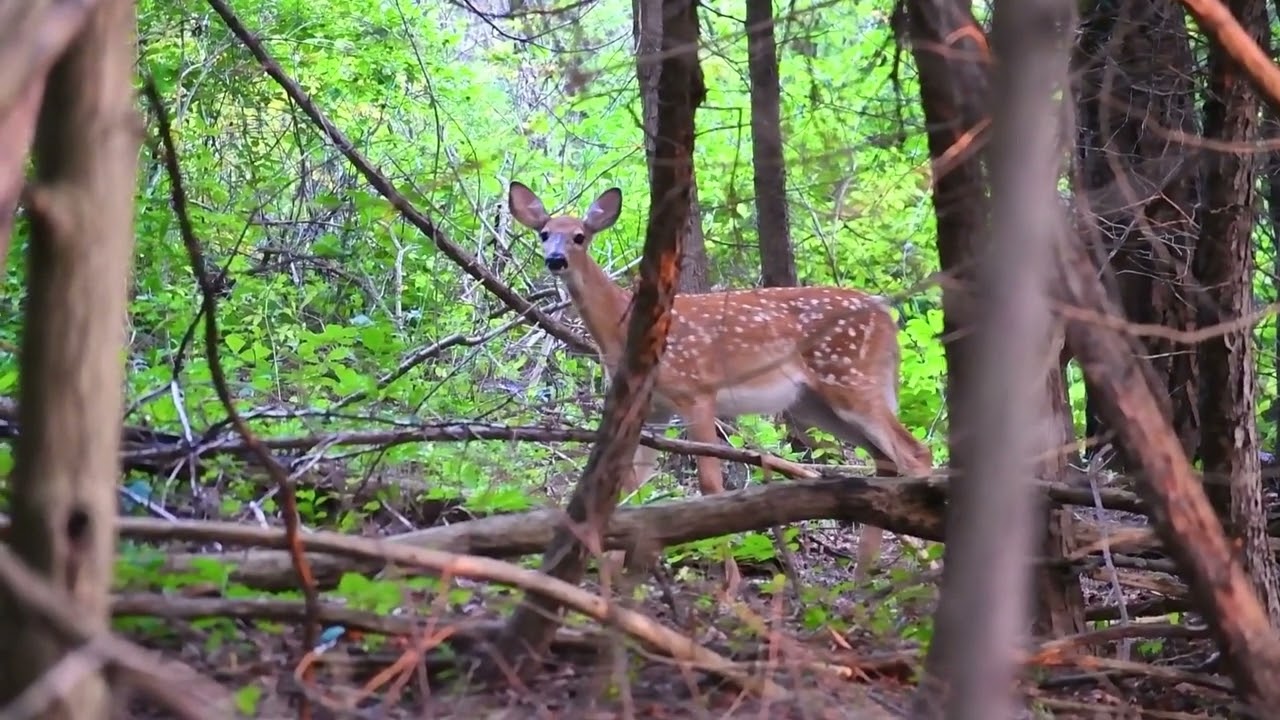 BORN TO BE WILD - CERVIDAE "THE DEER FAMILY"