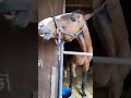 背中を掻いてあげると悶絶する元競走馬 #馬 #競馬 #horse