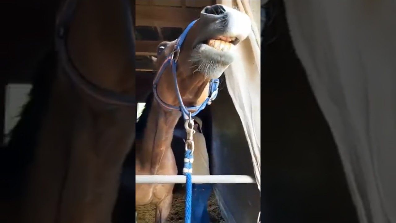 背中を掻いてあげると悶絶する元競走馬 #馬 #競馬 #horse