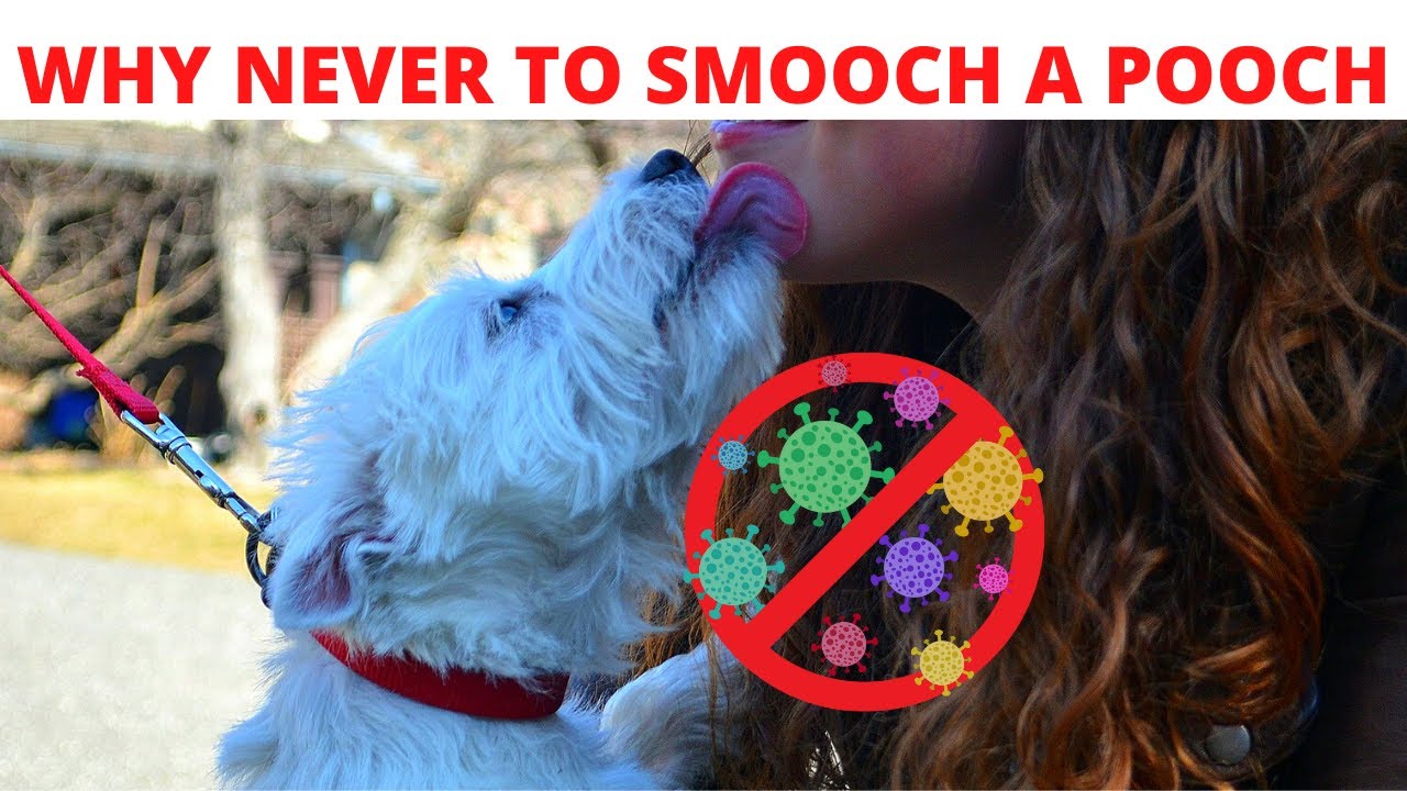 Never let your dog lick your face Why you should never allow your dog