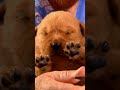 The Cutest Pups Get Their Nails Clipped | Too Cute! | Animal Planet