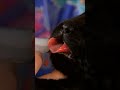 The Cutest Pups Get Their Nails Clipped | Too Cute! | Animal Planet