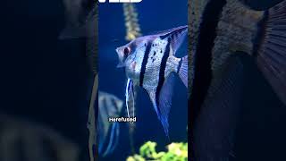 🌊🐟Discover why fish wear their shimmering armor. #PrideOfTheSea#FilipinoFolklore