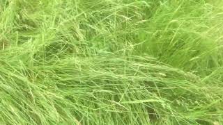 Gr Got Ahead Of You To Seed? Trample It With Strip Grazing.