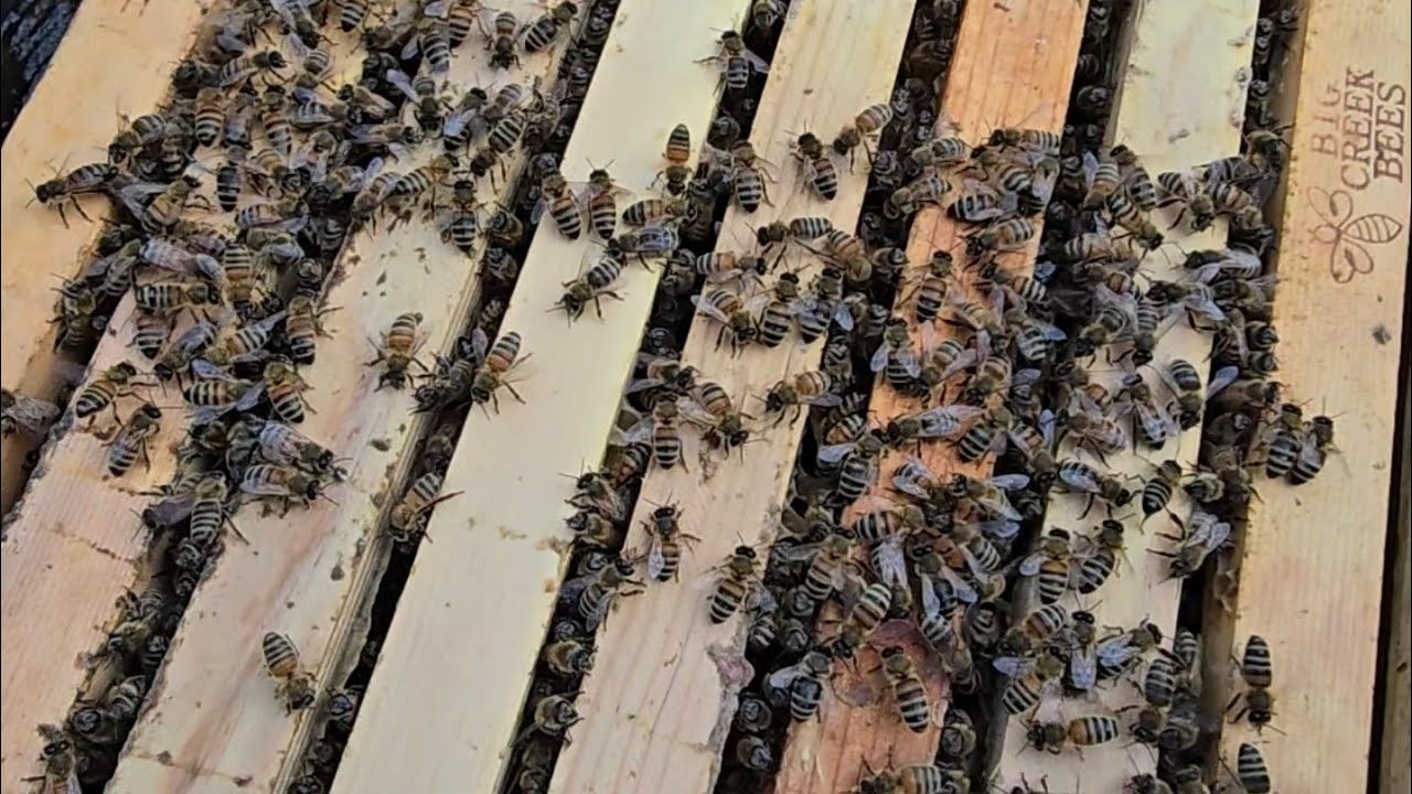 THE DRONES ARE COMING, Will #spring be early?. #drones #bee #beekeeping #spring 