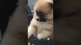 Smart Dog #shorts #pomeranian #furries #funny #furrbabies #smartdog #cute #trending