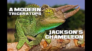 10 Jackson's Chameleon Facts - A Modern Triceratops - Animal a Day J Week