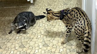 SERVAL MEETS A RACCOON / Zefirka confused by the number of cats