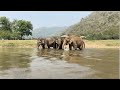 Summer makes elephants swim more often. - EleFlix