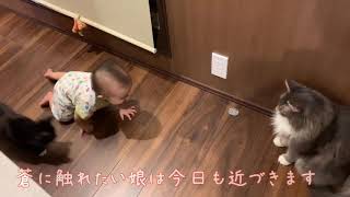 赤ちゃんの進撃をかわす猫 ノルウェージャンフォレストキャット Cat avoiding baby's advance
