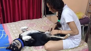 My Dog Is Very Happy Because I Mage His Belly And Fun With Him