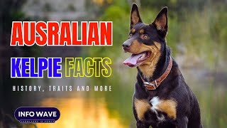 Unveiling Fascinating Australian Kelpie Facts: History, Traits & More