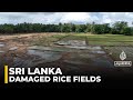 Sri Lanka flooding: 106,000 hectares of rice paddy fields damaged
