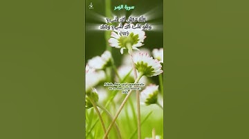 سورة الزمر اية 62-63 بصوت الشيخ عبدالباسط عبدالصمد  #القرآن_الكريم #quran #عبدالباسط_عبدالصمد