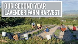 Lavender Farm Updates | 2023
