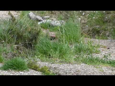 Video: Overnaturlige Vesener Er Legemliggjørelsen Av Fantasiene Våre - Alternativ Visning