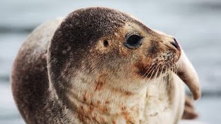 Facts: The Harbor Seal