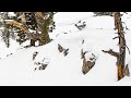 The SNOWBOARDER Movie: Tangle—Bode Merrill