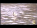 Lizard running on water vine